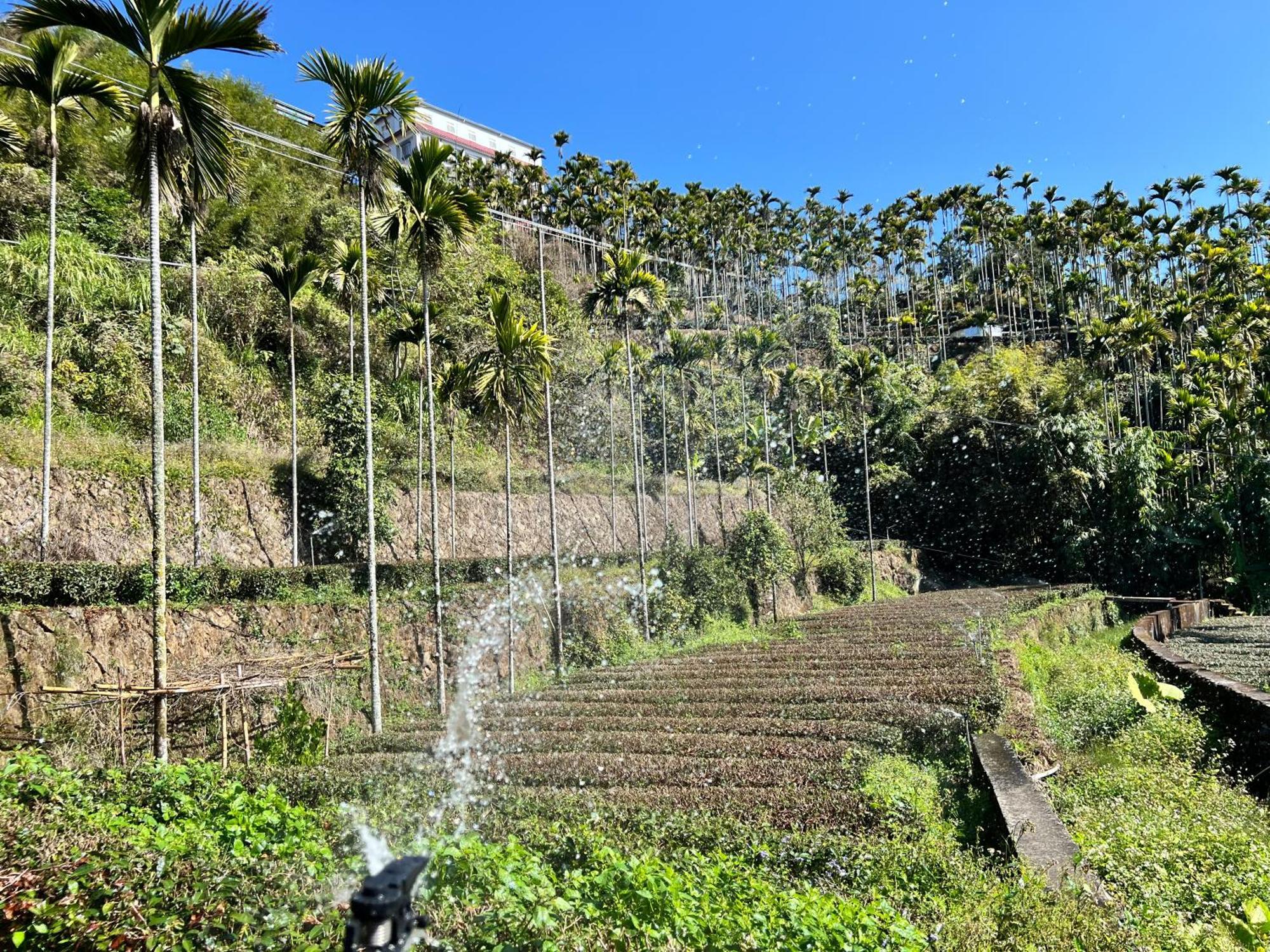 Апартаменты De Ren Tea Gardens Meishan Экстерьер фото