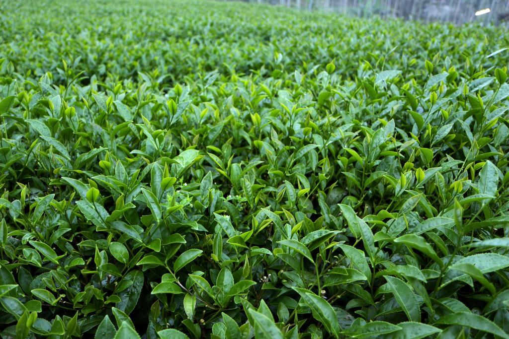 Апартаменты De Ren Tea Gardens Meishan Экстерьер фото